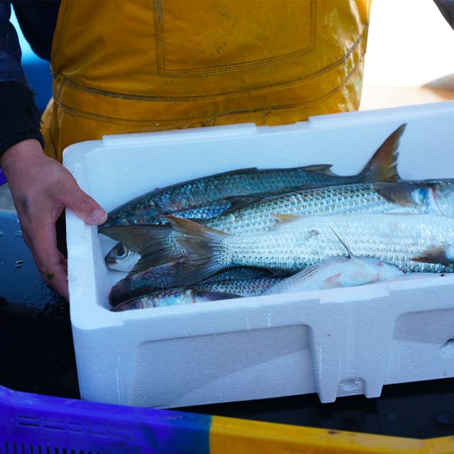cotéfish