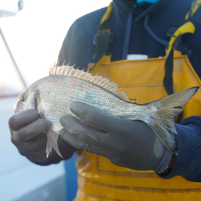 cotéfish