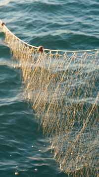 Photos @cotefish www.cotefish.com